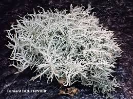 Attēlu rezultāti vaicājumam “Cladonia cornuta”