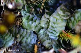 Attēlu rezultāti vaicājumam “Calypogeia azurea”