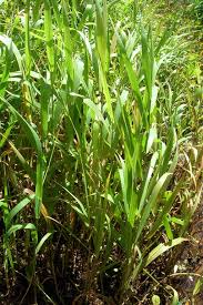 Attēlu rezultāti vaicājumam “Phalaroides arundinacea leaf”