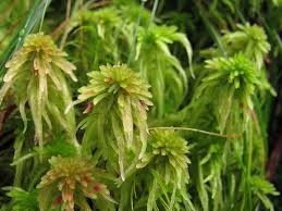 Attēlu rezultāti vaicājumam “Sphagnum quinquefarium”