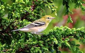 Image result for Dendroica castanea