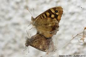 Attēlu rezultāti vaicājumam “Pararge aegeria upperside”