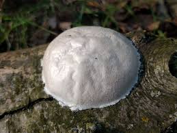 Attēlu rezultāti vaicājumam “Reticularia jurana spores”