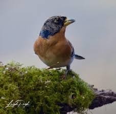 Attēlu rezultāti vaicājumam “Fringilla montifringilla female”