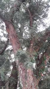 Attēlu rezultāti vaicājumam “Taxus wallichiana”