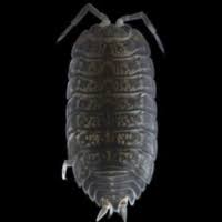 Attēlu rezultāti vaicājumam “Oniscoidea”