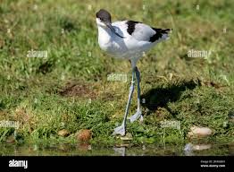 Image result for Recurvirostra avosetta