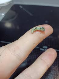 Attēlu rezultāti vaicājumam “Papilio machaon larva”