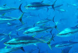 Image result for Thunnus atlanticus