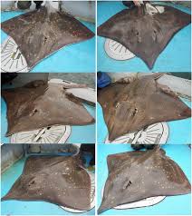 Image result for Dipturus intermedius