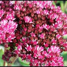 Image result for Mauerpfeffer