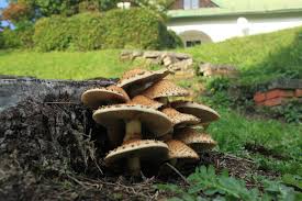 Attēlu rezultāti vaicājumam “Pholiota squarrosa”