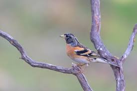 Attēlu rezultāti vaicājumam “Fringilla montifringilla”