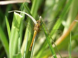 Attēlu rezultāti vaicājumam “Sympetrum sanguineum female”