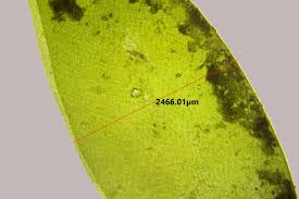 Attēlu rezultāti vaicājumam “Fontinalis antipyretica subsp. gracilis”