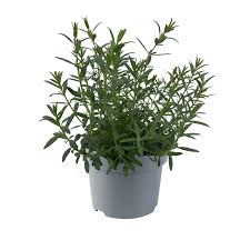 Attēlu rezultāti vaicājumam “Hyssopus officinalis”