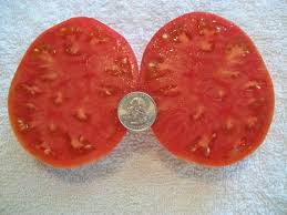 Afbeeldingsresultaat voor stump of the world tomato