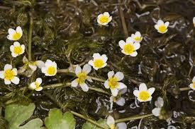 Attēlu rezultāti vaicājumam “Batrachium”