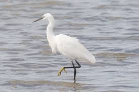 Attēlu rezultāti vaicājumam “Egretta garzetta”