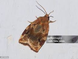 Attēlu rezultāti vaicājumam “Tortricidae”