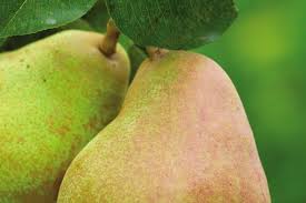 Attēlu rezultāti vaicājumam “Pyrus communis fruit”