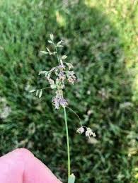 Attēlu rezultāti vaicājumam “Poa trivialis flower”