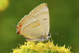 Attēlu rezultāti vaicājumam “Thecla betulae male”