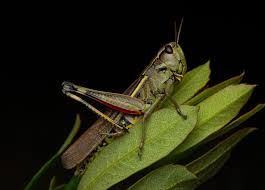 Attēlu rezultāti vaicājumam “Stethophyma grossum”