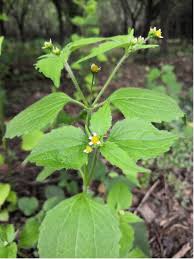 Attēlu rezultāti vaicājumam “Galinsoga quadriradiata”