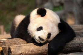 Résultat de recherche d'images pour "pandas"