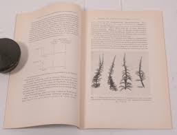 Attēlu rezultāti vaicājumam “Calliergon megalophyllum”