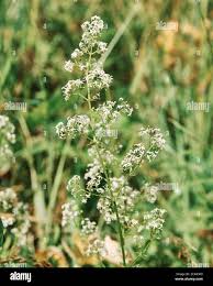 Attēlu rezultāti vaicājumam “Galium boreale leaf”