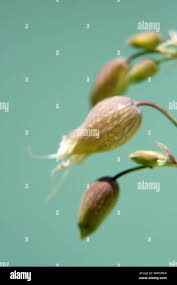 Attēlu rezultāti vaicājumam “Silene vulgaris bud”