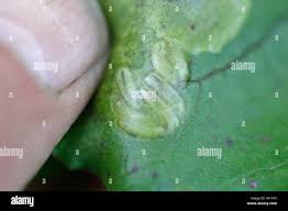 Attēlu rezultāti vaicājumam “Tischeria complanella larva”