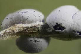 Attēlu rezultāti vaicājumam “Diderma cinereum spores”