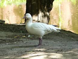 Image result for Anser caerulescens