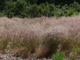 Attēlu rezultāti vaicājumam “Deschampsia flexuosa”