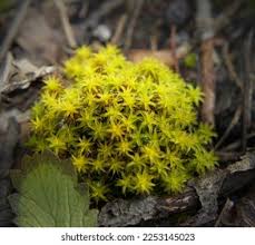 Attēlu rezultāti vaicājumam “Syntrichia ruralis var. ruralis sporophyte”