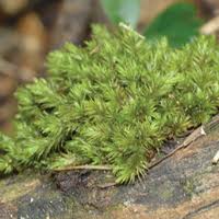 Attēlu rezultāti vaicājumam “Leucobryum juniperoideum”