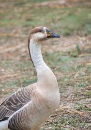 Attēlu rezultāti vaicājumam “Anser anser adult”