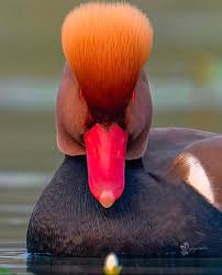 Image result for Netta rufina