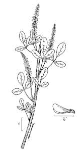 Attēlu rezultāti vaicājumam “Melilotus officinalis”
