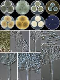 Attēlu rezultāti vaicājumam “Penicillium vulpinum”