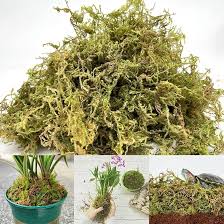 Attēlu rezultāti vaicājumam “Sphagnum”