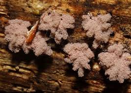 Attēlu rezultāti vaicājumam “Arcyria affinis young”