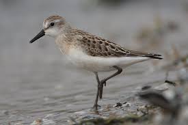 Attēlu rezultāti vaicājumam “Calidris”