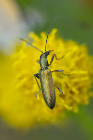 Attēlu rezultāti vaicājumam “Chrysanthia geniculata”