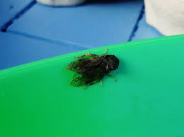 Attēlu rezultāti vaicājumam “Lamprotettix nitidulus”