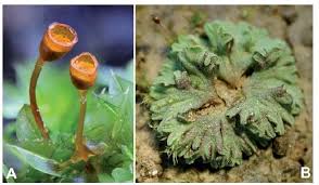 Attēlu rezultāti vaicājumam “Tortula truncata”