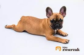 Znalezione obrazy dla zapytania francuski